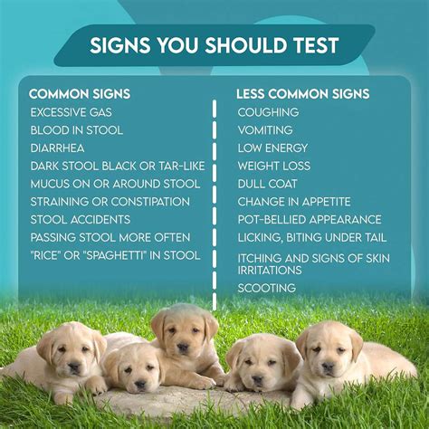 elisa test giardia dogs|safeguard for giardia in dogs.